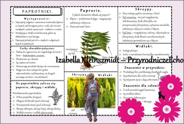 Sketchnotka/książeczka/notatka/wklejka/ściąga dla ucznia i przypomnienie dla nauczyciela/edukacja domowa. Temat „Paprotniki”. Materiał w pdf. Biologia 5, dział „Różnorodność roślin”. Nowość 2024/2025.