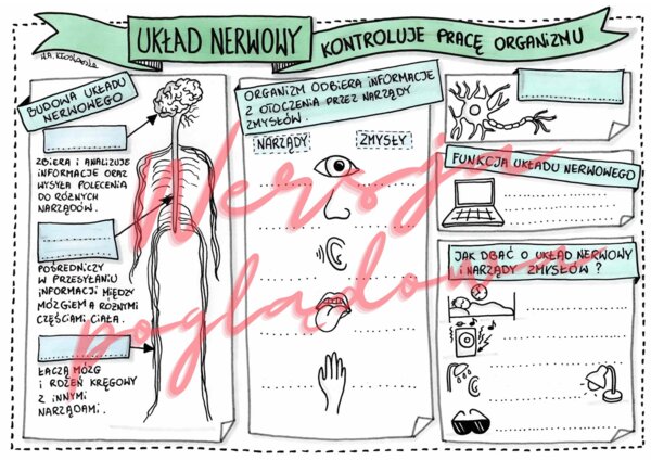 Układ nerwowy kontroluje pracę organizmu - przyroda kl. 4