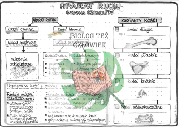 Aparat ruchu (część czynna i bierna - funkcje) - szarość