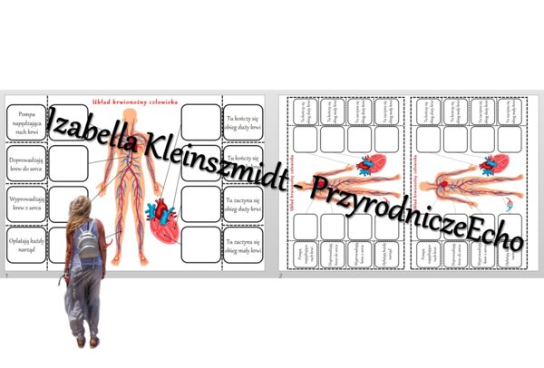 Notatka okienkowa „Budowa układu krwionośnego”. Przyroda 4 / Biologia 7. „Układ krwionośny”