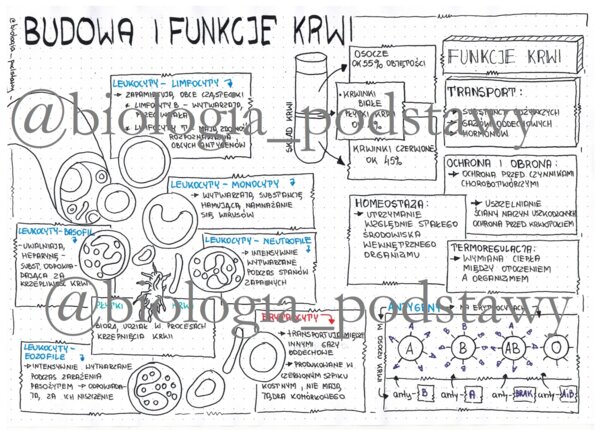 Klasa 7 - Budowa krwi - sketchnotka