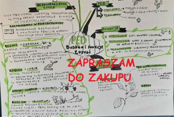 ?Biologia klasa 5 - pęd, budowa i funkcje łodygi