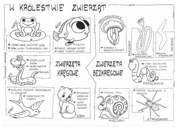 Klasa 6 - W królestwie zwierząt - sketchnotka