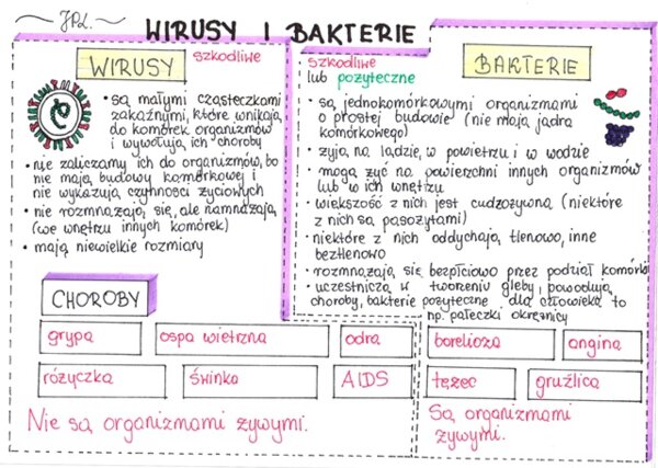 Wirusy i bakterie (sketchnotka)
