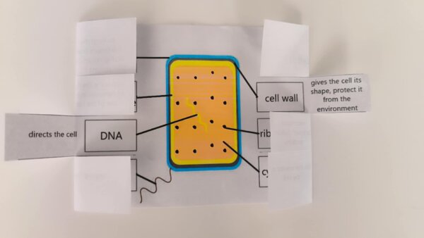 Komórka bakteryjna / Bacterial cell - okienkowa notatka po angielsku