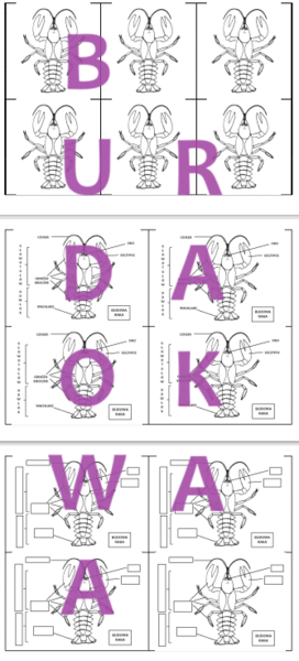 BUDOWA SKORUPIAKA NA PRZYKŁADZIE RAKA