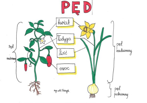 Klasa 5. Biologia. Pęd