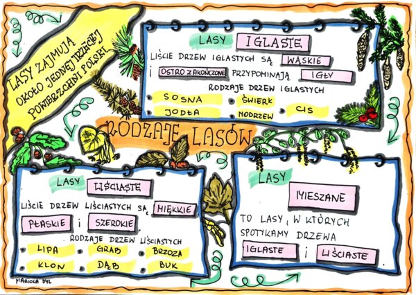 Rodzaje lasów. Kolorowa sketchnotka. Klasa 4