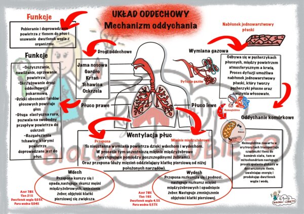 Biologia. Układ oddechowy, mechanizm oddychania. Notatka wizualna