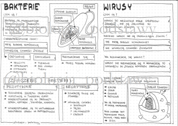 Klasa 5 - Bakterie i wirusy - sketchnotka
