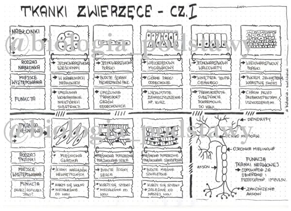 Klasa 6 - Tkanki: nabłonkowa, mięśniowa, nerwowa - sketchnotka