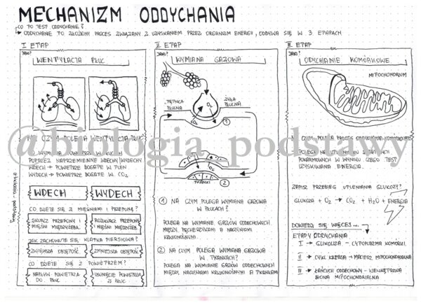 Klasa 7 - Mechanizm oddychania - sketchnotka
