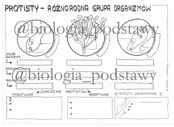 Klasa 5 - Protisty - karta pracy