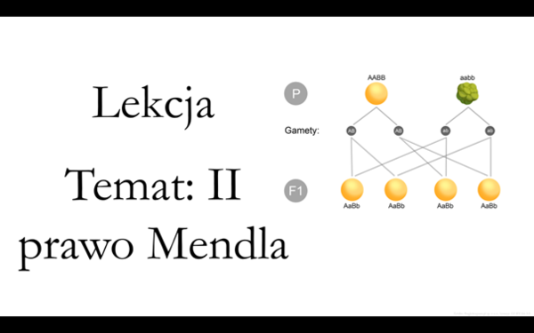 Liceum Klasa 3 (podstawa) - II prawo Mendla - prezentacja