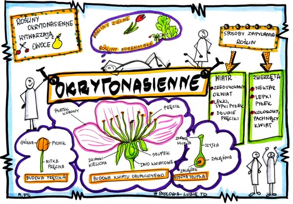 Klasa 5. Biologia. Okrytonasienne (karta pracy kolorowa)