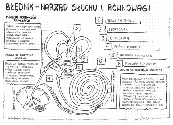 Ucho - klasa 7 - sketchnotka