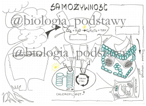 Klasa 5 - Samożywność sketchnotka KP