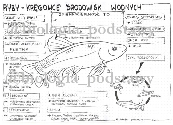 Klasa 6 - Ryby - sketchnotka