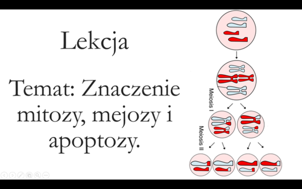 Klasa 1 ( podstawa) - Cykl komórkowy. Mejoza - prezentacja