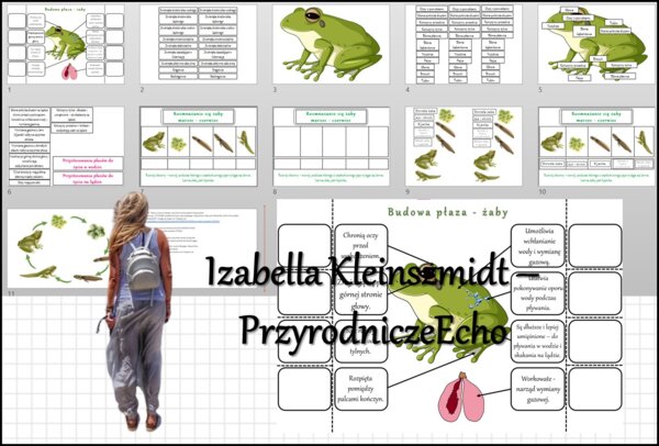 Materiał do zalaminowania/praca w grupach/stacje zadaniowe/układanka/puzzle oraz notatka okienkowa „Budowa żaby”, „Rozwój żaby”. „Płazy - kręgowce środowiska wodno-lądowego” w pdf. Biologia 6, dział „Kręgowce zmiennocieplne”.