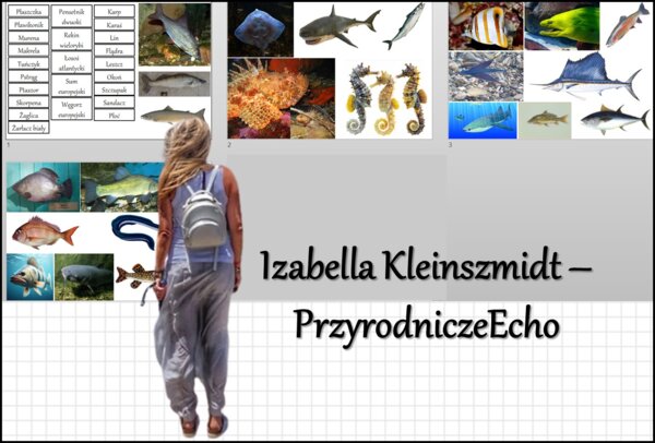 Materiał do zalaminowania/praca w grupach/stacje zadaniowe/układanka/puzzle okienkowa „Przegląd i znaczenie ryb” w pdf. Biologia 6 dział „Kręgowce zmiennocieplne”.