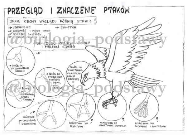 Klasa 6 - Ptaki - przegląd i znaczenie - sketchnotka