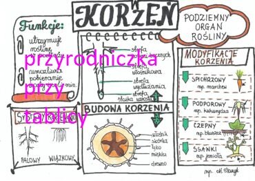 Klasa 5. Biologia. Korzeń
