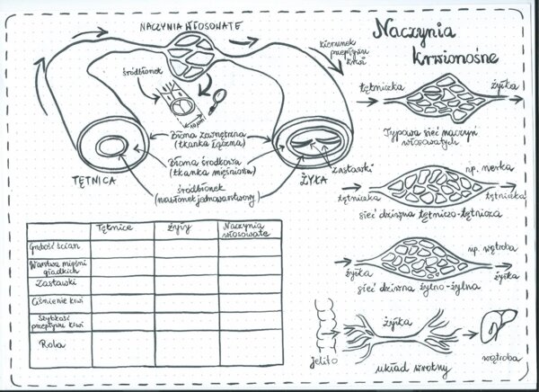 Naczynia krwionośne, sieci naczyń włosowatych