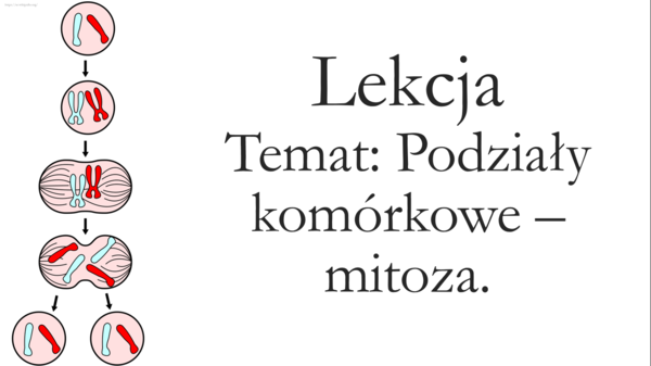 Klasa 8 - Podziały komórkowe - prezentacja