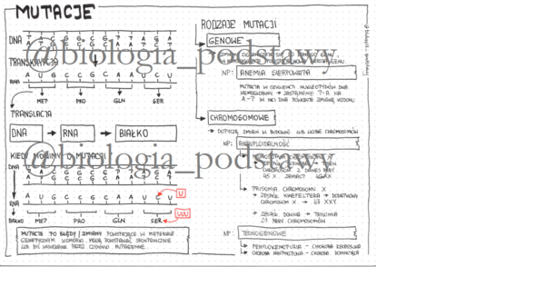 Klasa 8 - Mutacje - sketchnotka
