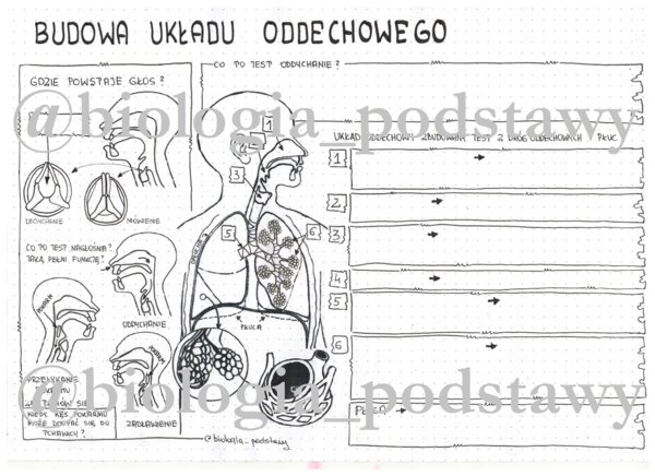 Klasa 7 - Budowa układu oddechowego - KP
