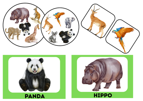 Zwierzęta egzotyczne angielskie flashcards + dobble + memory