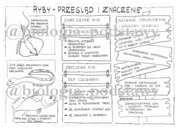 Klasa 6 - Ryby - przegląd i znaczenie - sketchnotka