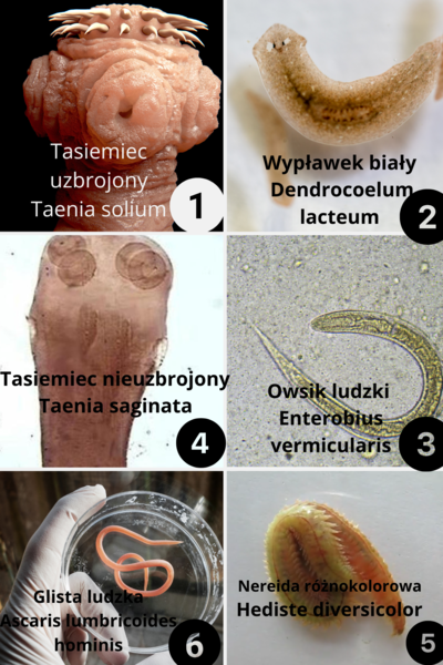 Klasyfikacja, rozróżnianie zwierząt na podstawie zdjęć pierścienice, nicienie, płazińce