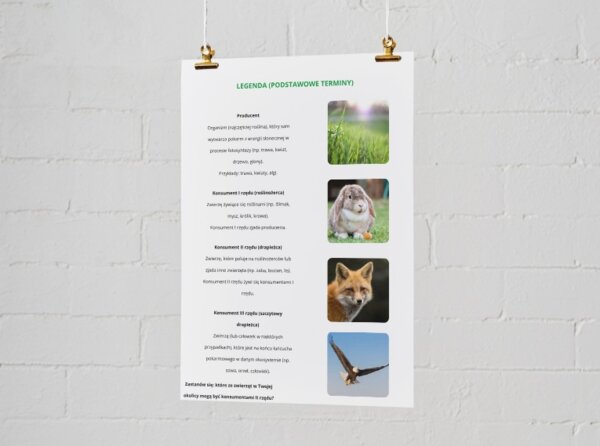 Plakat przedstawiający łańcuchy pokarmowe