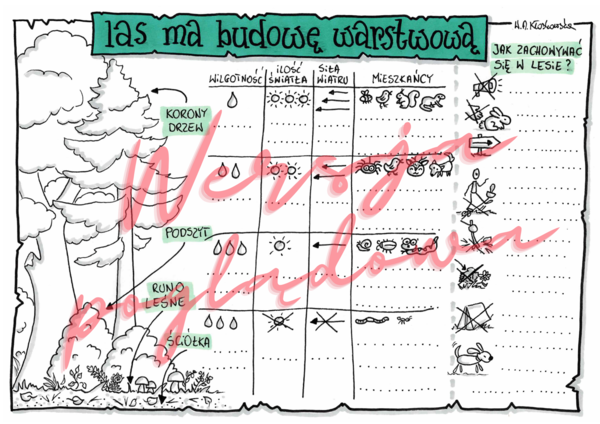 Las ma budowę warstwową - przyroda kl. 4