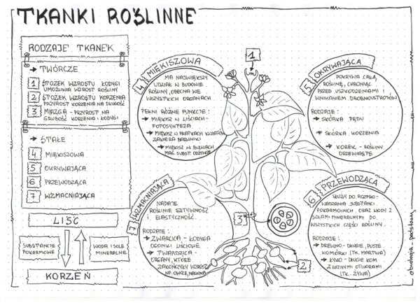 Tkanki roślinne - zestaw