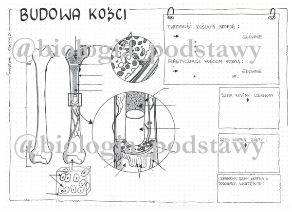 Klasa 7 - Budowa kości - sketchnotka