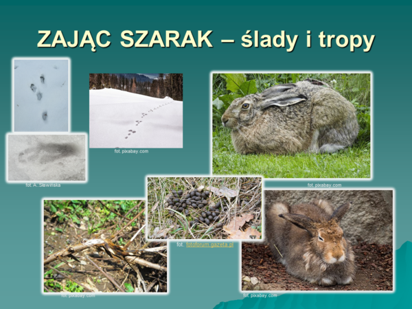 Przyroda. Dzikie zwierzęta