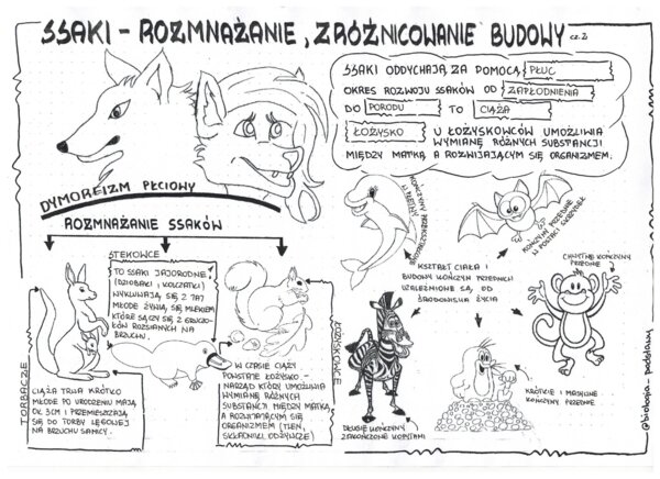 Ssaki - klasa 6 - gotowa sketchnotka