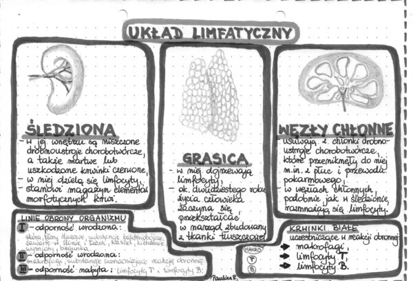 Układ limfatyczny - szarość - klasa 7