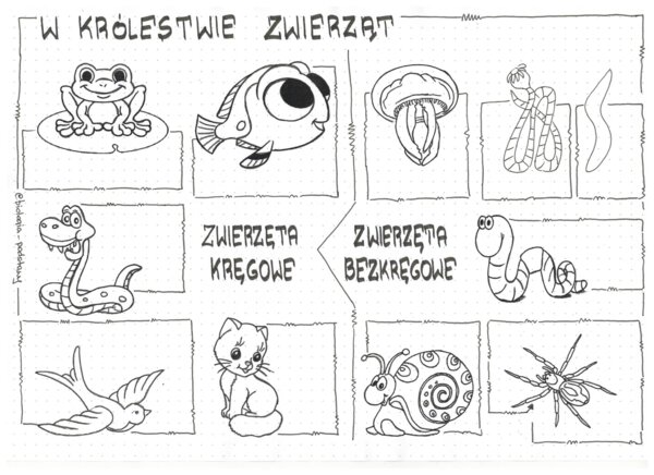 Klasa 6 - W królestwie zwierząt - sketchnotka