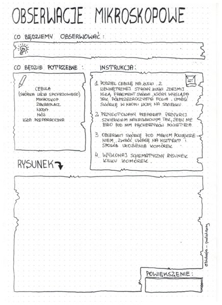 Obserwacje mikroskopowe: liść cebuli