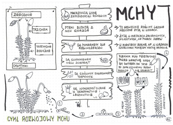 Mchy klasa 5 - Biologia