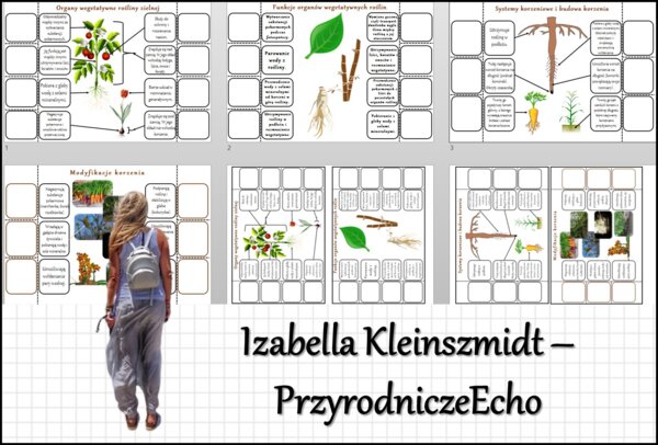 Notatka okienkowa „Budowa korzenia”, „Organy wegetatywne rośliny zielnej”, „Modyfikacje korzenia” , "Korzeń - organ podziemny rośliny" w pdf. Biologia 5 dział „Tkanki i organy roślinne”.