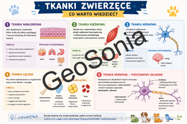 Tkanka nabłonkowa, mięśniową i nerwowa biologia klasa 6 sketchnotka