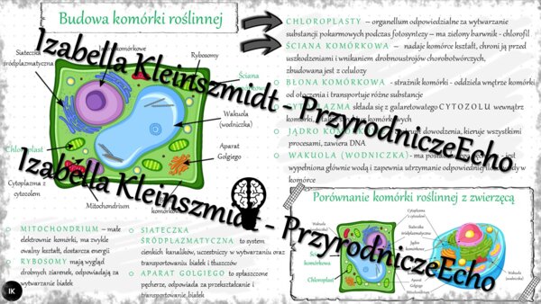 Sketchnotka - notatka „Budowa komórki roślinnej. Porównanie komórki roślinnej z zwierzęcą” wykonana w power point do edycji. Biologia 5; „Budowa i czynności życiowe organizmów”
