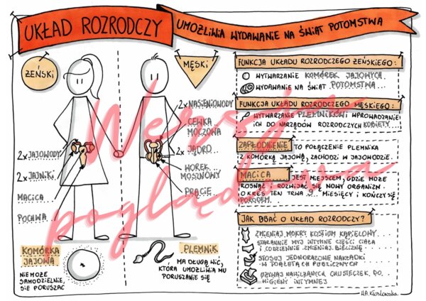Układ rozrodczy umożliwia wydawanie na świat potomstwa - przyroda kl. 4 - karta pracy wypełniona