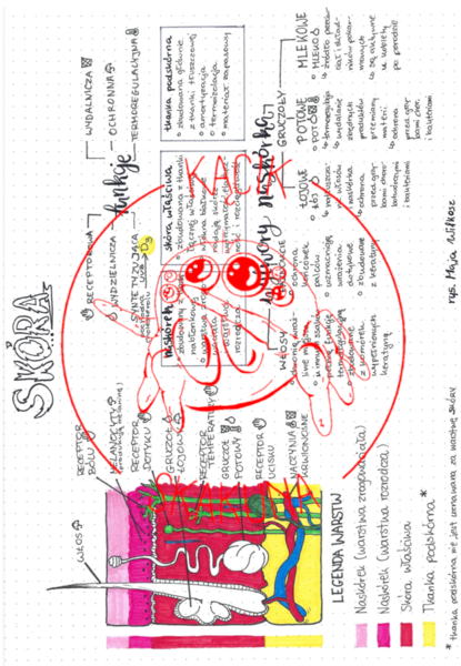 Skóra - budowa i funkcje- rysnotka / sketchnotka / infografika / notatka - BIOLOGIA