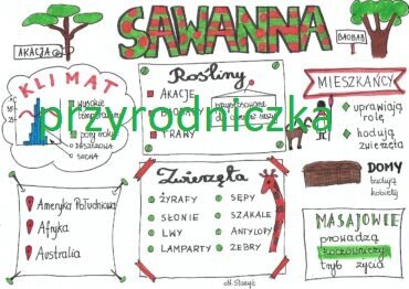 Sawanna (3 karty pracy)